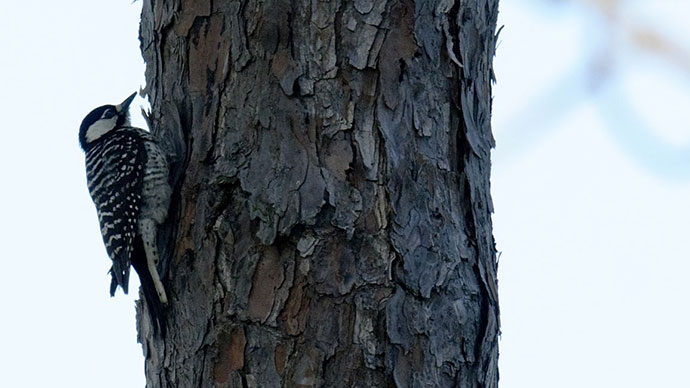 Red Cockaded Woodpecker perched on a tree